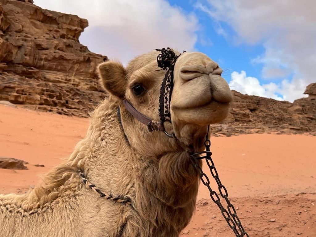 Maraheb Luxury Camp Hotel Wadi Rum Exterior foto